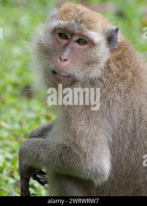 Macaque à longue queue ou macaque mangeur de crabe (Macaca fascicularis) Phang-nga, NR Khao Lak, Thaïlande Banque D'Images