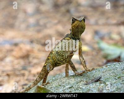 Lézard en crête de forêt (Clootes emma) sur rocher, réserve naturelle de Khao Sok, Thaïlande Banque D'Images