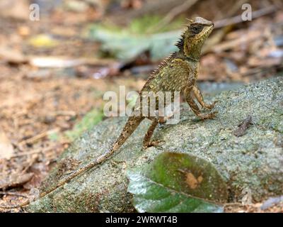 Lézard en crête de forêt (Clootes emma) sur rocher, réserve naturelle de Khao Sok, Thaïlande Banque D'Images