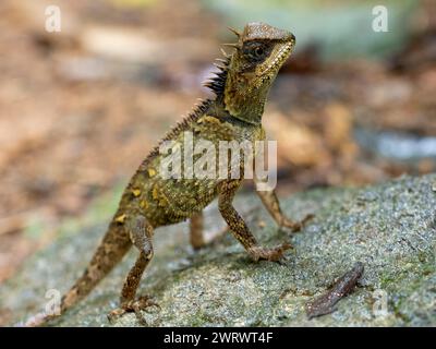 Lézard en crête de forêt (Clootes emma) sur rocher, réserve naturelle de Khao Sok, Thaïlande Banque D'Images