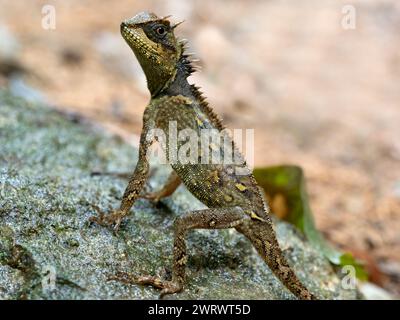 Lézard en crête de forêt (Clootes emma) sur rocher, réserve naturelle de Khao Sok, Thaïlande Banque D'Images