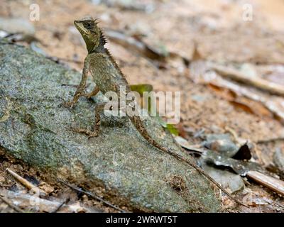 Lézard en crête de forêt (Clootes emma) sur rocher, réserve naturelle de Khao Sok, Thaïlande Banque D'Images