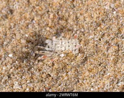 Crabe fantôme sur la plage (Ocypodinae sp) sur la plage, camouflé, Khao Lak, Thaïlande Banque D'Images