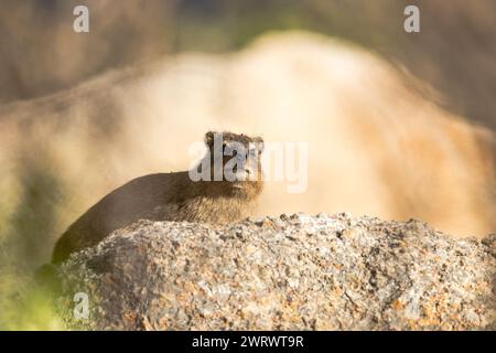 Dassie ou hyrax rocheux (Procavia capensis) assis sur une grande roche de granit ou un rocher dans le Cap occidental, Afrique du Sud Banque D'Images