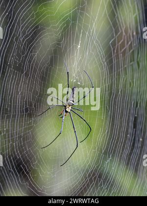 Araignée de tisserand d'orbe d'or géant sur le web (Mephila lilipes) réserve naturelle de Khao Sok, Thaïlande Banque D'Images