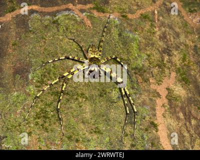 Lichen Huntsman Spider (Heteropoda boiei) camouflé sur tronc d'arbre, réserve naturelle de Khao Sok, Thaïlande Banque D'Images