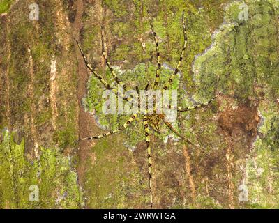 Lichen Huntsman Spider (Heteropoda boiei) camouflé sur tronc d'arbre, réserve naturelle de Khao Sok, Thaïlande Banque D'Images