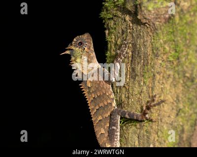 Lézard crêpé de la forêt (Clootes emma) grimpant sur l'arbre, réserve naturelle de Khao Sok, Thaïlande Banque D'Images