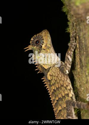 Lézard crêpé de la forêt (Clootes emma) grimpant sur l'arbre, réserve naturelle de Khao Sok, Thaïlande Banque D'Images