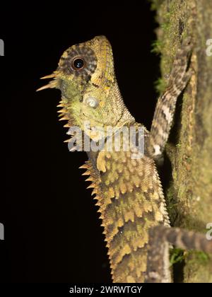 Lézard crêpé de la forêt (Clootes emma) grimpant sur l'arbre, réserve naturelle de Khao Sok, Thaïlande Banque D'Images