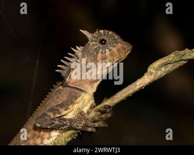 Lézard crêpé de la forêt (Clootes emma) grimpant sur l'arbre, réserve naturelle de Khao Sok, Thaïlande Banque D'Images