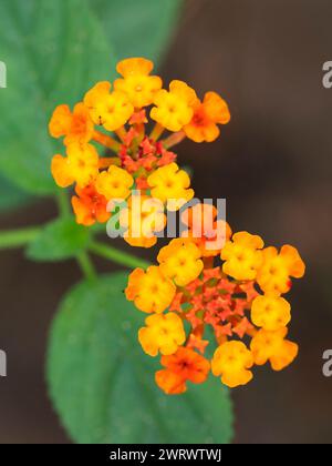 Commune Lantana, fleur de verveine (Lantana camara) Nr Chong Fah Cascade, Khao Lak, Thaïlande Banque D'Images