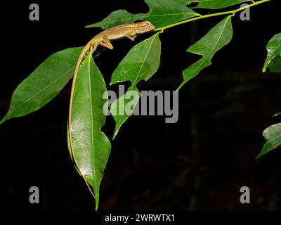 Lézard crêpé de la forêt (Clootes emma) dormant sur la feuille la nuit, Nr Kathu Waterfall, Phuket Thaïlande Banque D'Images