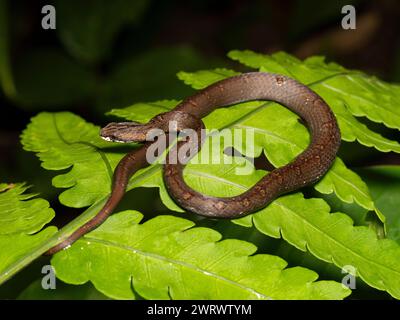 Vipère simulé commun (Psammodynastes pulverulentus) recourbé sur la feuille de la forêt tropicale la nuit, Nr Kathu Waterfall, Phuket, Thaïlande Banque D'Images