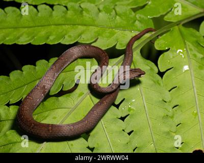 Vipère simulé commun (Psammodynastes pulverulentus) recourbé sur la feuille de la forêt tropicale la nuit, Nr Kathu Waterfall, Phuket, Thaïlande Banque D'Images