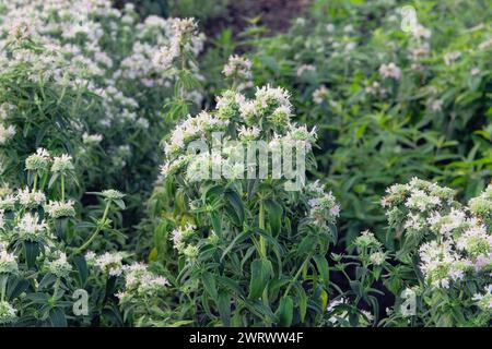 Pycnanthemum virginianum pousse dans le jardin. Bush vert dans le jardin de campagne. Cultivé pour ses fleurs romantiques. Plante blanche. Faire pousser des épices. Banque D'Images