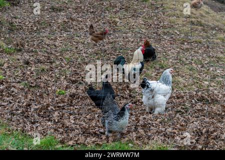 Poulets dans un jardin à la recherche de nourriture dans l'herbe. Banque D'Images