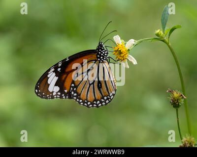 Papillon tigre commun (Danaus genutia) se nourrissant de fleurs, près de la cascade de Bang PAE, parc national de Khao Phra Thaeo, Phuket Thaïlande Banque D'Images