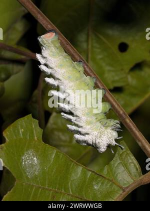 Atlas mère chenille (Attacus sp) se nourrissant de feuilles dans la forêt tropicale la nuit, Nr Kathu Waterfall, Phuket, Thaïlande Banque D'Images