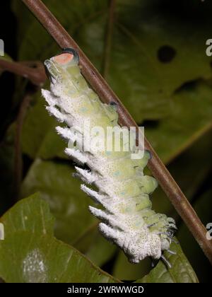 Atlas mère chenille (Attacus sp) se nourrissant de feuilles dans la forêt tropicale la nuit, Nr Kathu Waterfall, Phuket, Thaïlande Banque D'Images