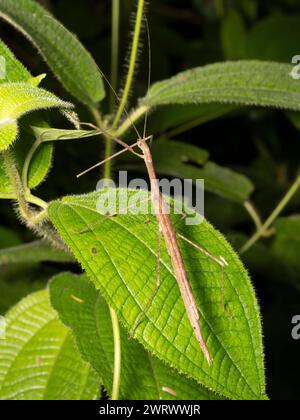 Insecte bâton (Sipyloidea sipylus) sur feuille dans la forêt tropicale la nuit, Nr Kathu Waterfall, Phuket, Thaïlande Banque D'Images