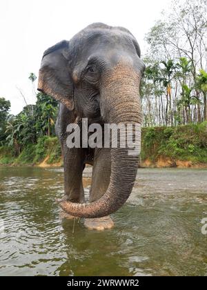 Éléphant d'Asie (Elephas maximus) debout dans la rivière au Centre de conservation des éléphants de Khao Sok, Thaïlande Banque D'Images