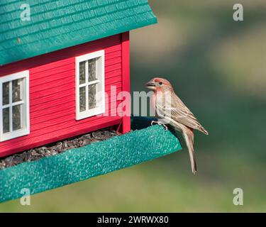 Un gros plan d'un oiseau finch de maison mâle perché sur une mangeoire à oiseaux Banque D'Images