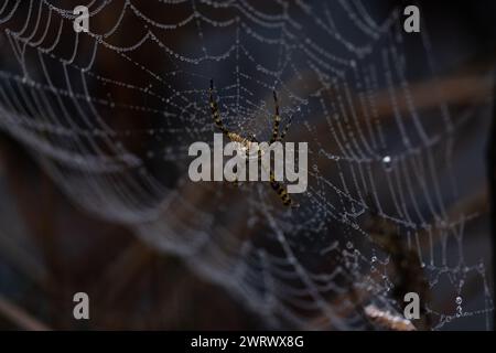 Au-dessus de la toile d'argiope lobée (Argiope lobata) dans la rosée matinale, Occitanie - France Banque D'Images