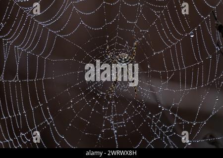 Argiope lobée (Argiope lobata) sur son web dans la rosée du matin, Occittanie - France Banque D'Images