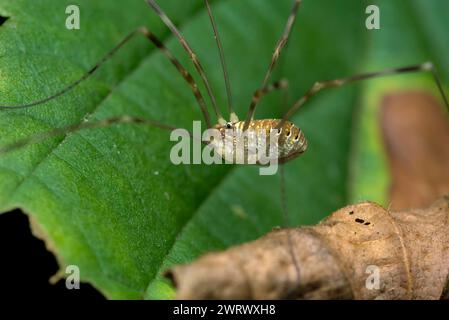 Gros plan d'un récolteur (Opiliones) rampant sur une feuille, nature, macro, photographie d'insectes, biodiversité, papa longlegs Banque D'Images