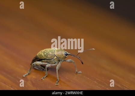 Single Snout Wevil (Curculio glandium) sur sol en bois, macro photographie d'insectes, nature, biodiversité Banque D'Images