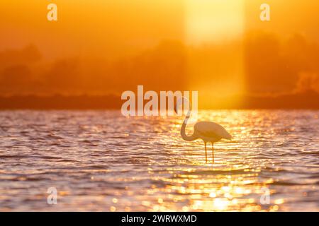 Coucher de soleil et grand flamant rose (Phoenicopterus roseus) aux étangs palavasiens, Occitanie - France Banque D'Images