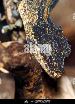 Gecko gargouille, gecko géant à tête pompée, gecko bosselé de Nouvelle-Calédonie, Höckerkopfgecko, Rhacodactylus auriculatus, gekkó Banque D'Images