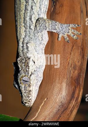 Gecko gargouille, gecko géant à tête pompée, gecko bosselé de Nouvelle-Calédonie, Höckerkopfgecko, Rhacodactylus auriculatus, gekkó Banque D'Images