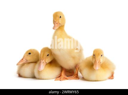 De mignons petits canetons dans des poses drôles se tiennent debout, s'asseyent et s'allongent sur l'isolement blanc. Un groupe de canetons sur un fond blanc. Jeunes volailles. Banque D'Images