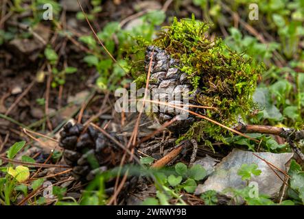 Branche d'arbre et pomme de pin recouverte de mousse dans une forêt humide Banque D'Images