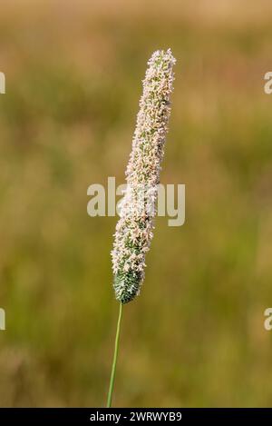 Herbe de Timothy, queue de chat de prairie ou queue de chat commun, une herbe vivace, Angleterre, Royaume-Uni Banque D'Images