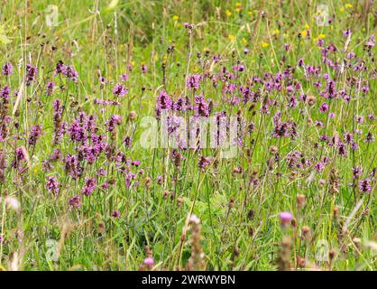 Betonica officinalis, également connu sous le nom de haie commune, bétonie, bétonie pourpre, bétonie de bois, bishopwort, ou le moût d'évêque, une plante à fleurs, Angleterre Banque D'Images