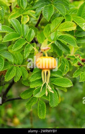 Rosa Rugosa 'Alba' Banque D'Images