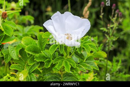 La grande fleur blanche parfumée d'une Rose, Rosa rugosa 'Alba', Angleterre, Royaume-Uni Banque D'Images