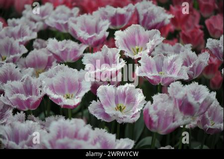 Rose avec bords blancs tulipes frangées (Tulipa) Hawaii fleurissent dans un jardin en avril Banque D'Images