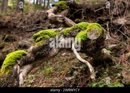 Branche d'arbre et pomme de pin recouverte de mousse dans une forêt humide Banque D'Images