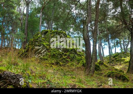 Branche d'arbre et pomme de pin recouverte de mousse dans une forêt humide Banque D'Images