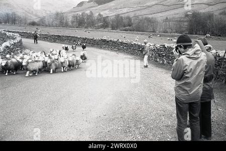 Dans les années 1970, des jeunes sur un parcours allant vers l'extérieur dans le Lake District prenant une photo d'un troupeau de moutons sur la route, Banque D'Images