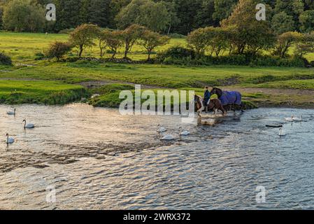 Agriculture au pays de Galles. Tremplins près du château d'Ogmore sur l'Afon Ogwr / rivière Ogmore près de Bridgend à Mid Glamorgan : Phillip Roberts Banque D'Images