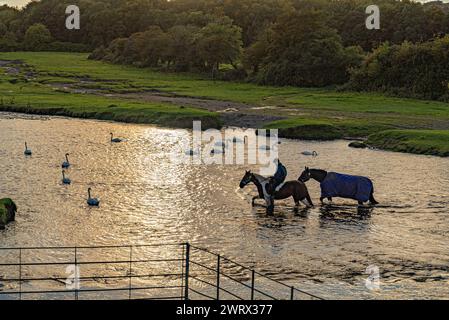 Agriculture au pays de Galles. Tremplins près du château d'Ogmore sur l'Afon Ogwr / rivière Ogmore près de Bridgend à Mid Glamorgan : Phillip Roberts Banque D'Images