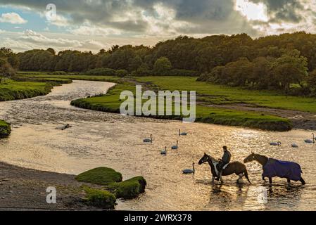 Agriculture au pays de Galles. Tremplins près du château d'Ogmore sur l'Afon Ogwr / rivière Ogmore près de Bridgend à Mid Glamorgan : Phillip Roberts Banque D'Images