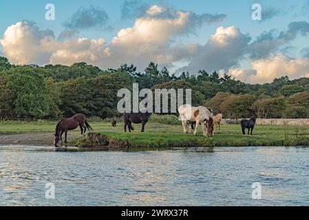 Agriculture au pays de Galles. Tremplins près du château d'Ogmore sur l'Afon Ogwr / rivière Ogmore près de Bridgend à Mid Glamorgan : Phillip Roberts Banque D'Images