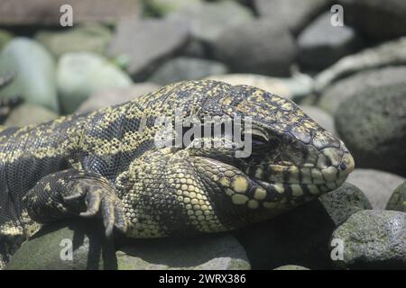 Tête de Biawak Tegu (Tupinambis teguixin) reptile prédateur mangeant d'autres animaux. Son habitat est répandu en Amérique du Sud. Banque D'Images