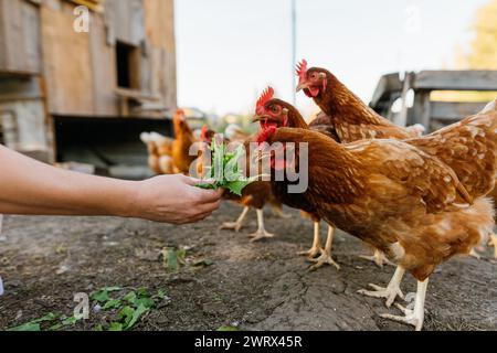 Gros plan de poulets mangeant des légumes verts d'une main humaine. Banque D'Images